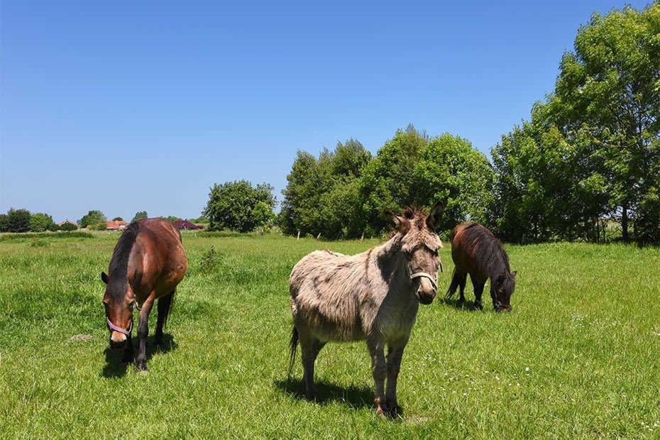 Ferienwohnungen Janssen-Graalfs Schillig Exterior foto